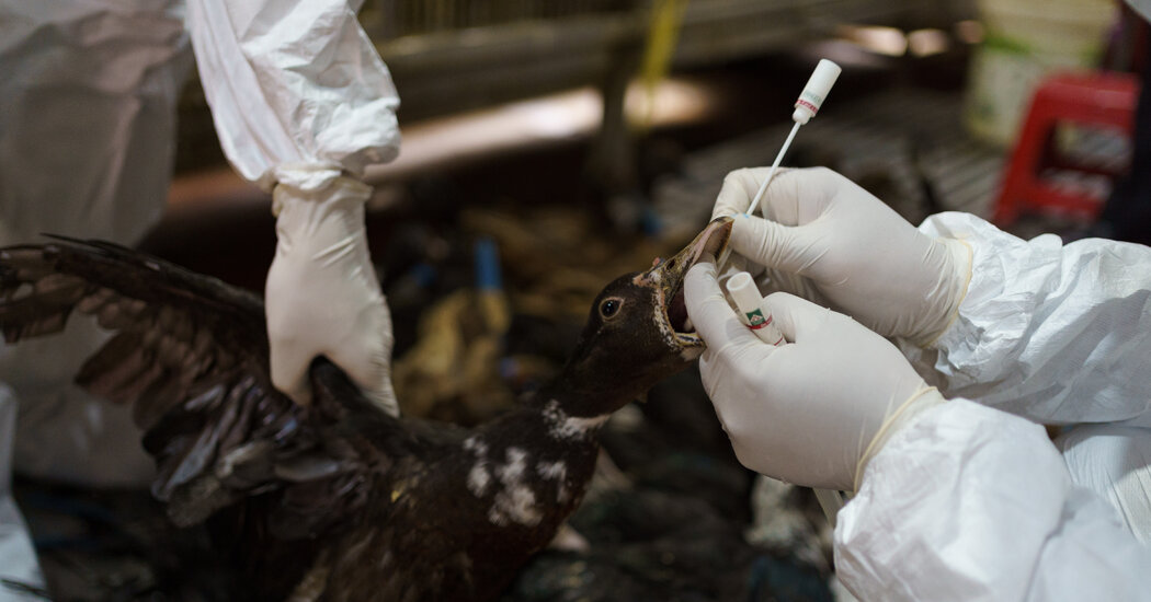 The Ongoing Battle Against Avian Influenza: Preventing the Next Possible Outbreak