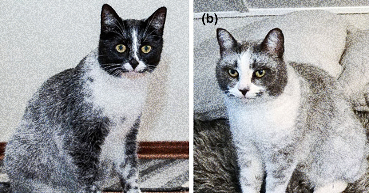 Unique Mutation Leads to Salmiak Cat Coat Genetics Phenomenon