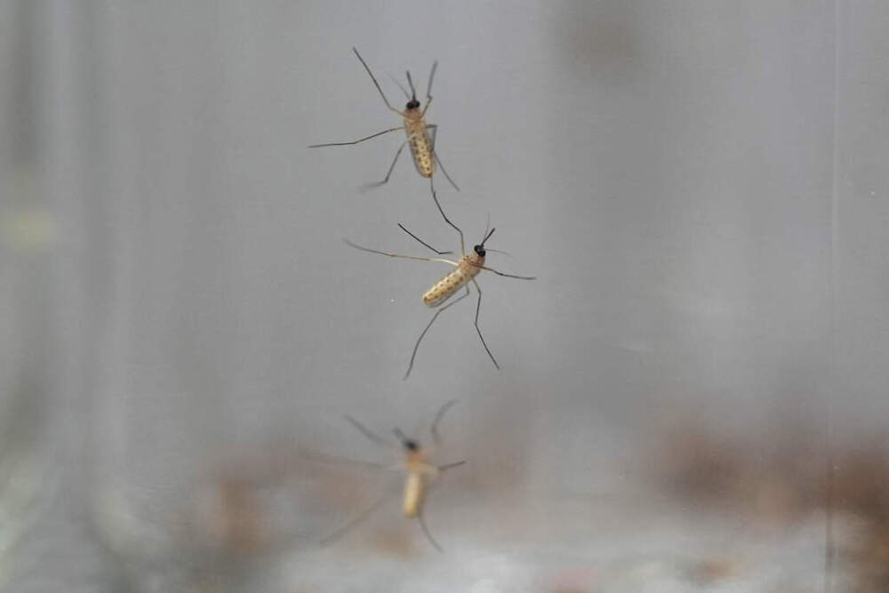 Protect Yourself Against West Nile Virus with These Tips