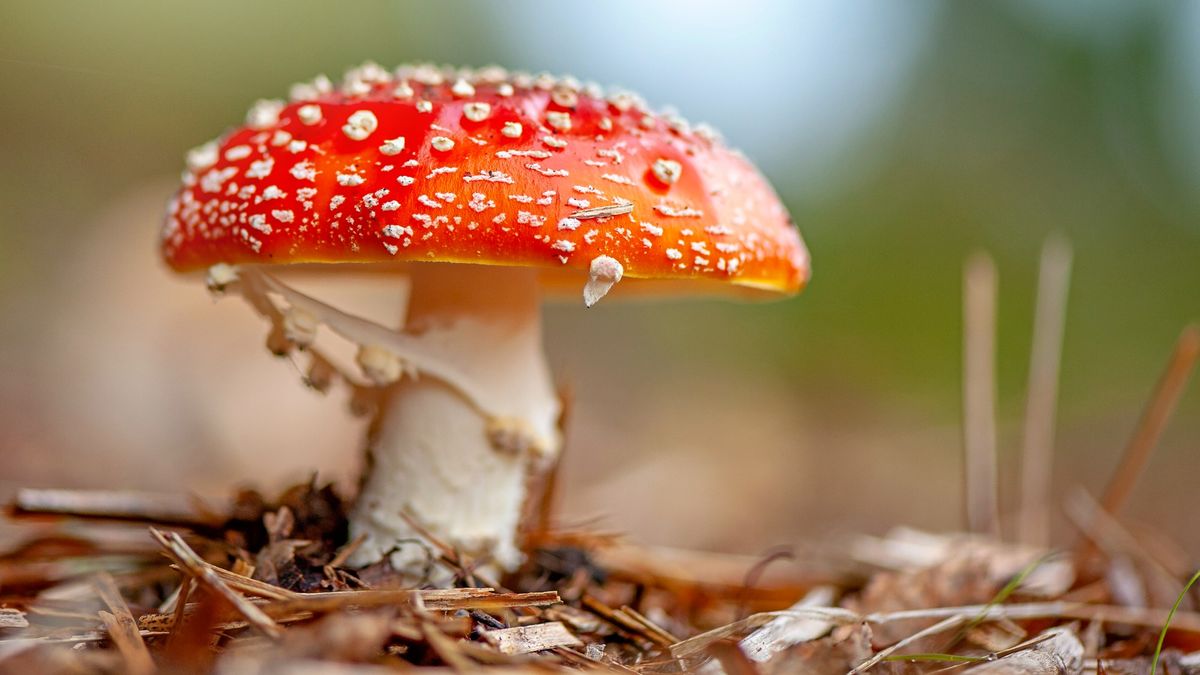 Product Recall Strategy: Mushroom Edibles Market Insights