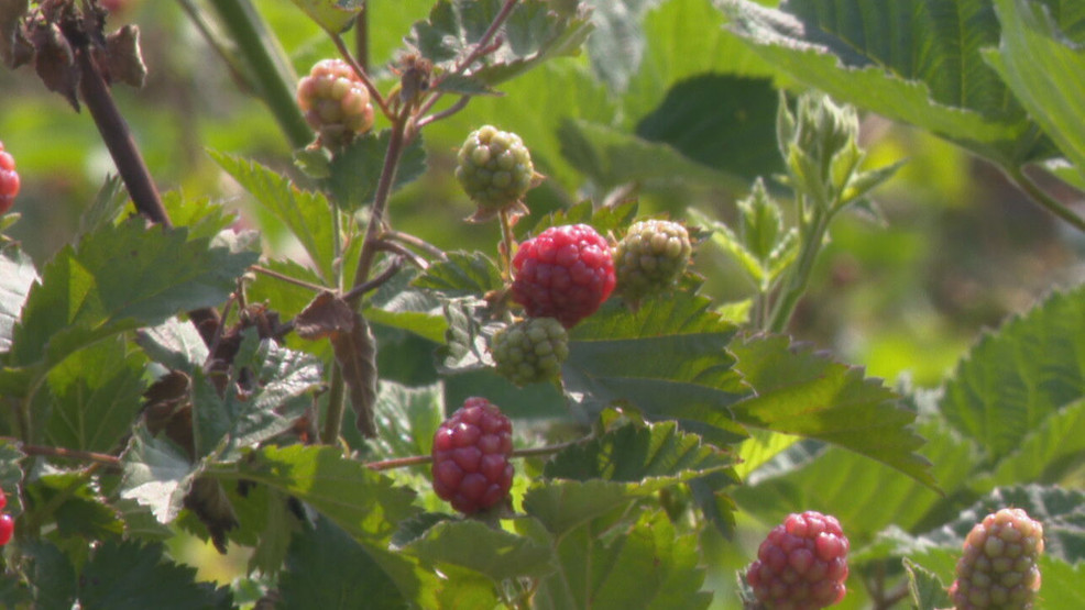 Ultimate Guide to Seasonal Berries: How to Pick and Enjoy Blueberries, Blackberries, and Raspberries