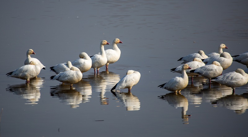 Avian Influenza Prevention Tips in California and British Columbia