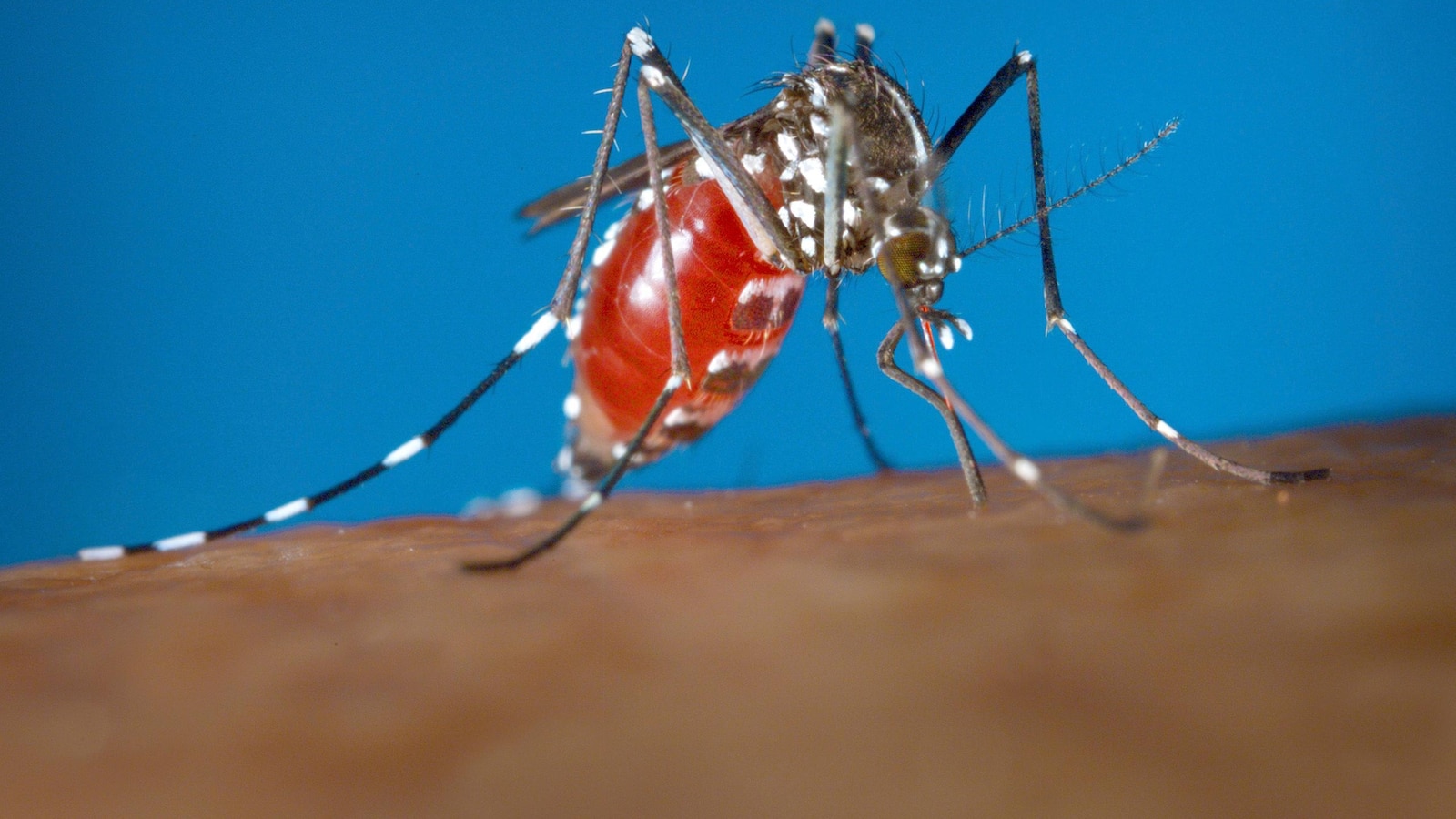 Tips for Preventing Dengue Fever Outbreaks - Stay Healthy and Safe