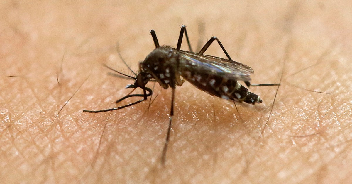 Tips for Preventing Dengue Fever Outbreaks - Stay Healthy and Safe