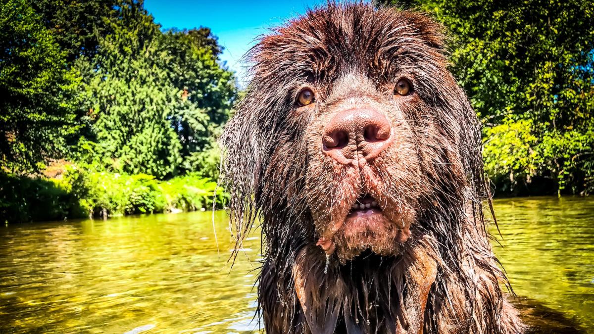 Discover the Latest Water Innovation: Newfoundland Dog Paddleboarding Adventure