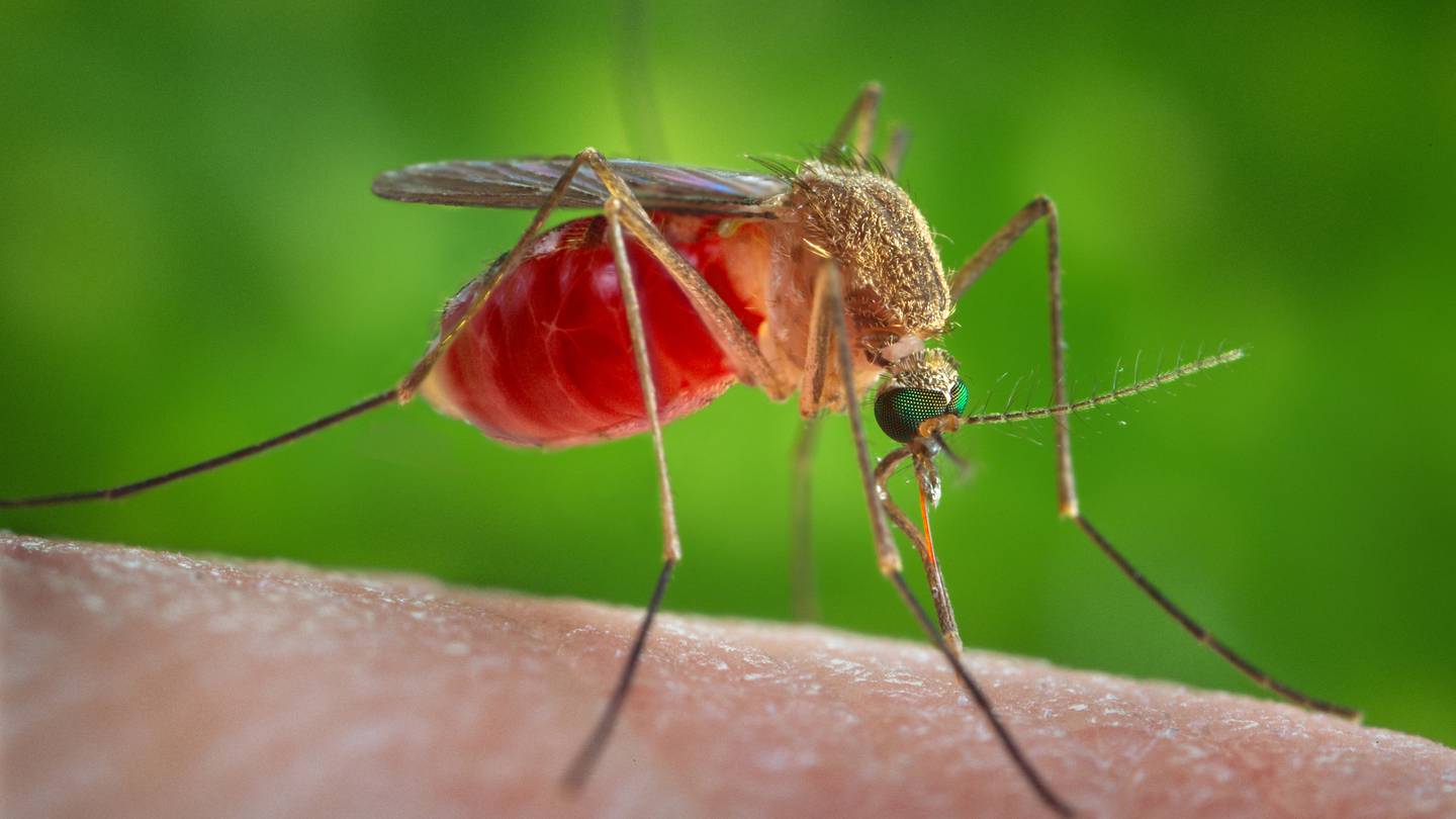 Orange County Mosquito Services: Tips for Healthy Living to Prevent Dengue Fever