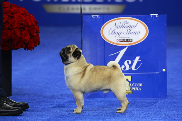 National Dog Show Winners: Latest Trends and Vito the Pug's Breakthrough Victory