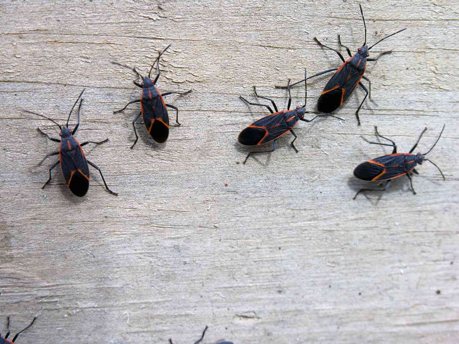 Boxelder Bugs: The Ultimate Guide to Understanding and Controlling