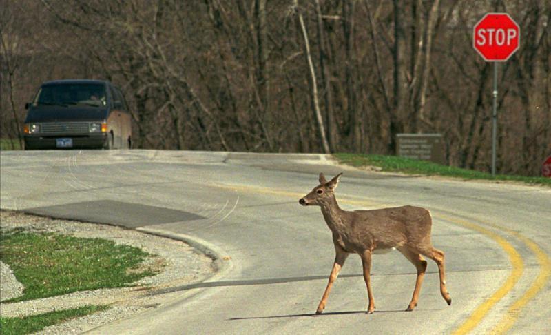 Chronic Wasting Disease Prevention Tips for Deer in Iowa