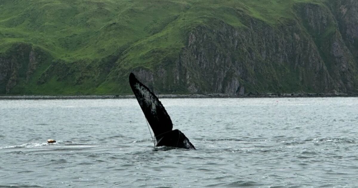 Latest Update: Entangled Humpback Whale Spotted in Unalaska Bay