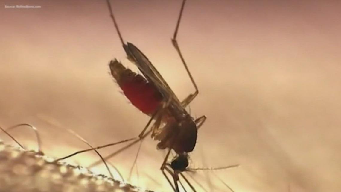 Mosquito Prevention Tips for Kingsville, Texas Residents