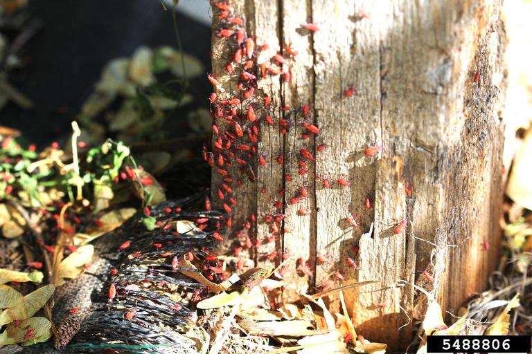 Boxelder Bugs: The Ultimate Guide to Understanding and Controlling