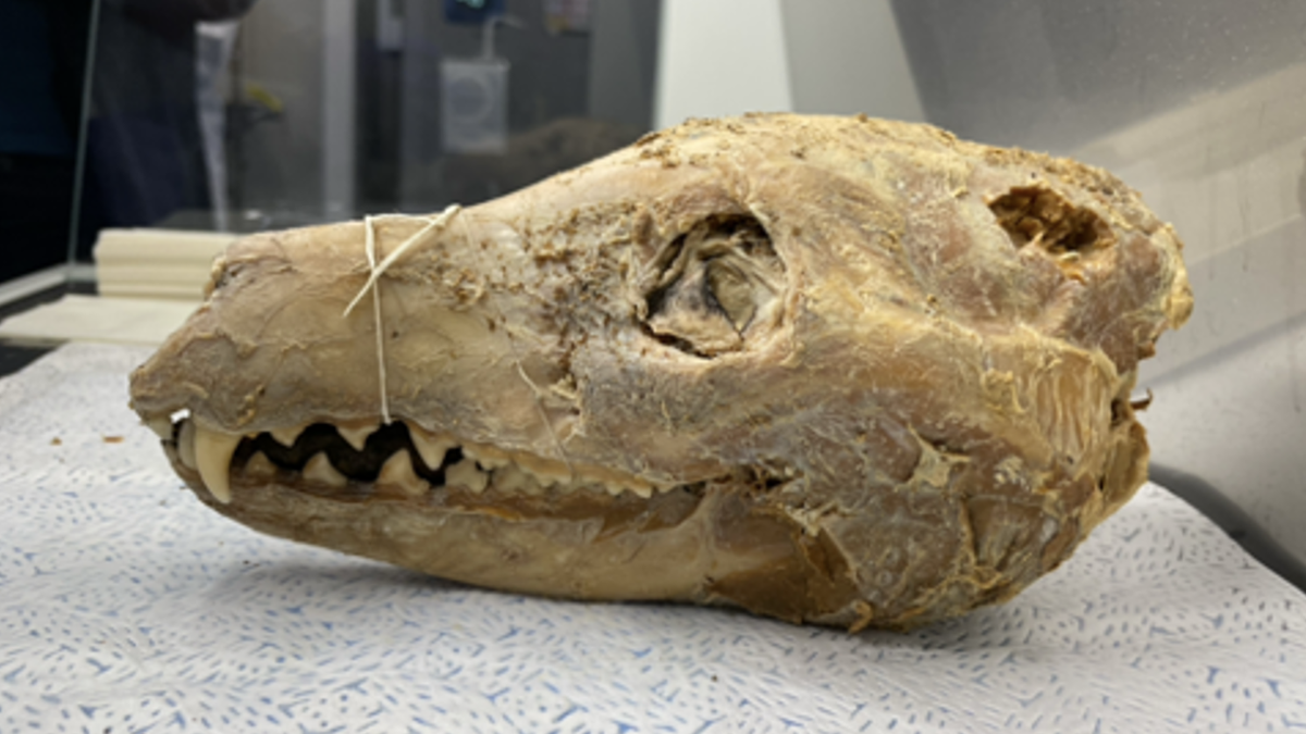 Thylacine Genome Breakthrough: Latest Innovation in De-extinction