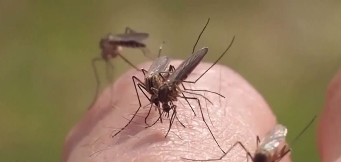 Easy Mosquito Control Tips for a Healthy Environment