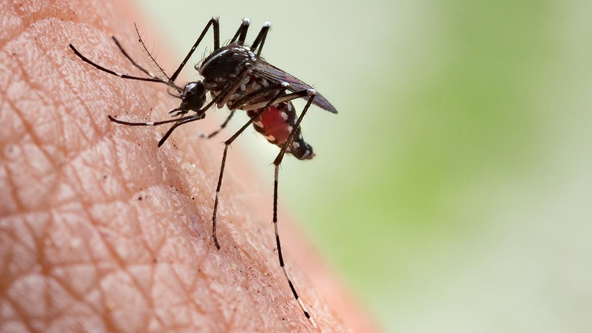 Tips for Healthy Living Amid Zika Virus Concerns in Pune