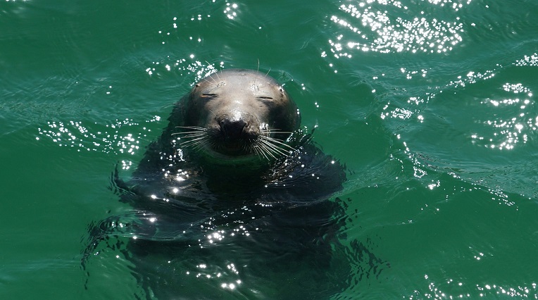 Rabies Control Measures for Seals in Western Cape