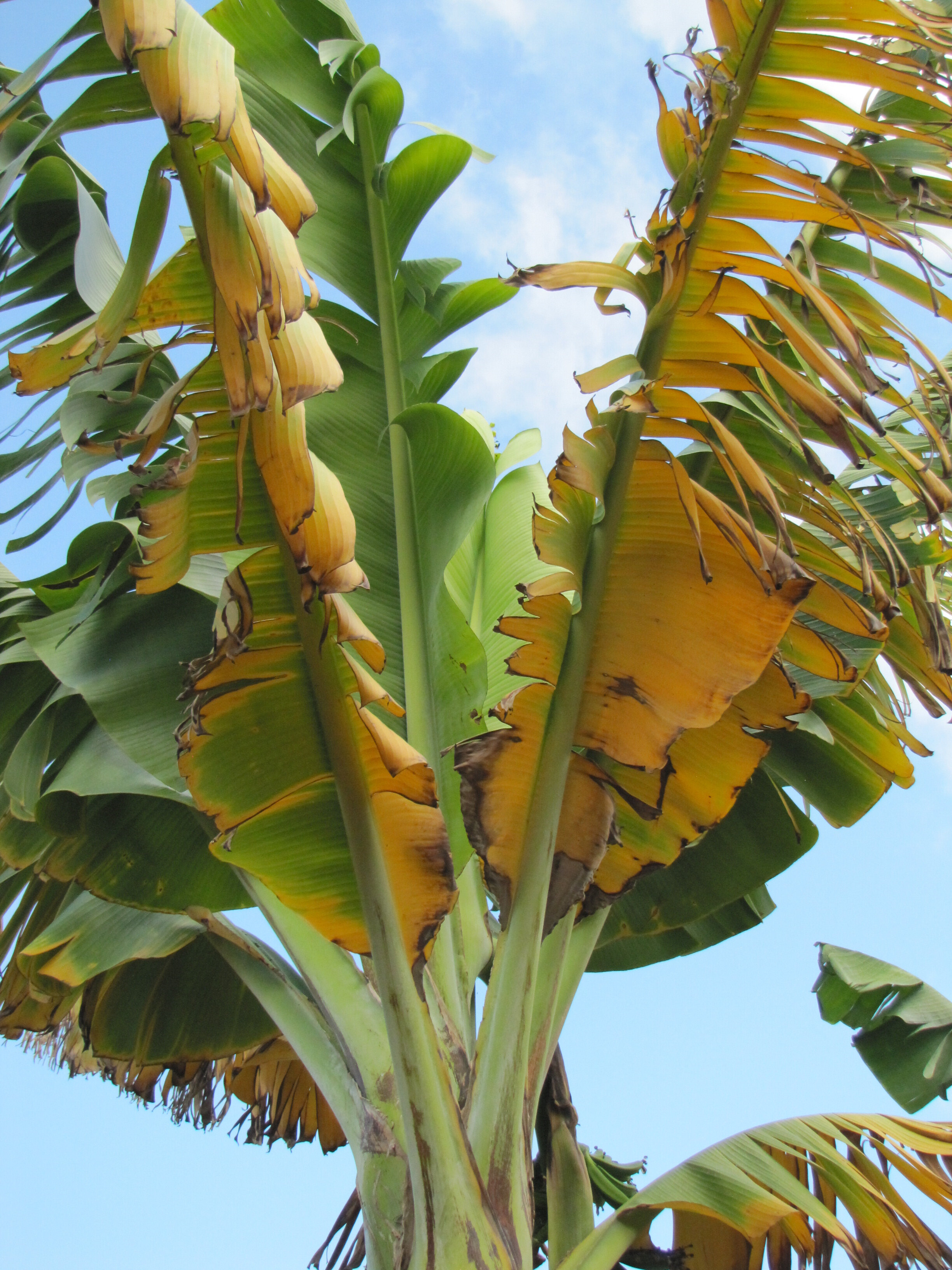 Banana Innovation: Research Findings on Foc TR4 Revealed