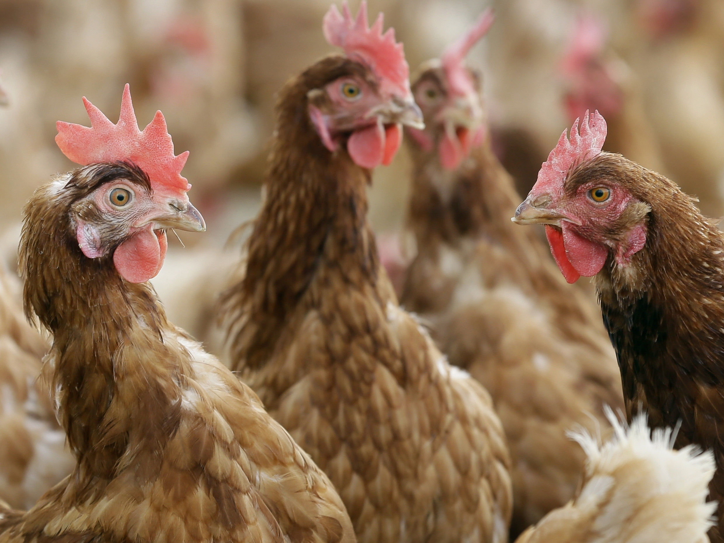 Discover Healthy Tips to Combat Avian Influenza Outbreak in Colorado