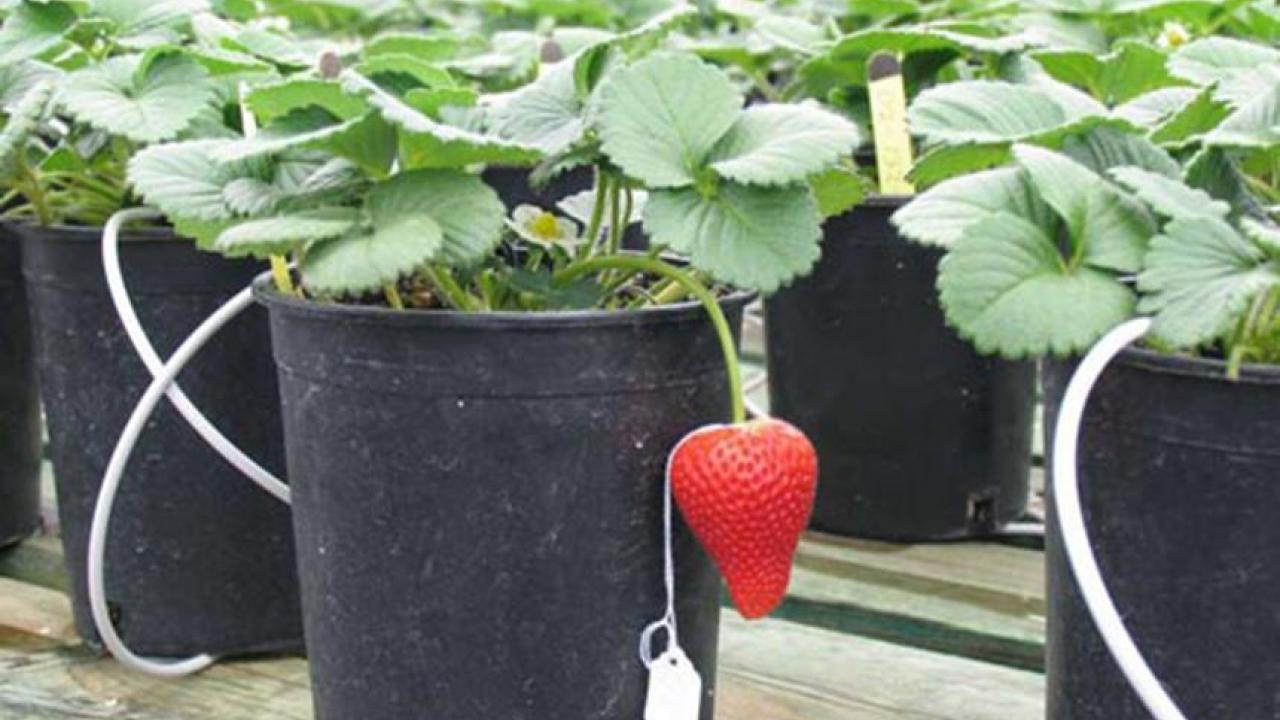 Strawberry Market Expansion Strategies for Global Reach