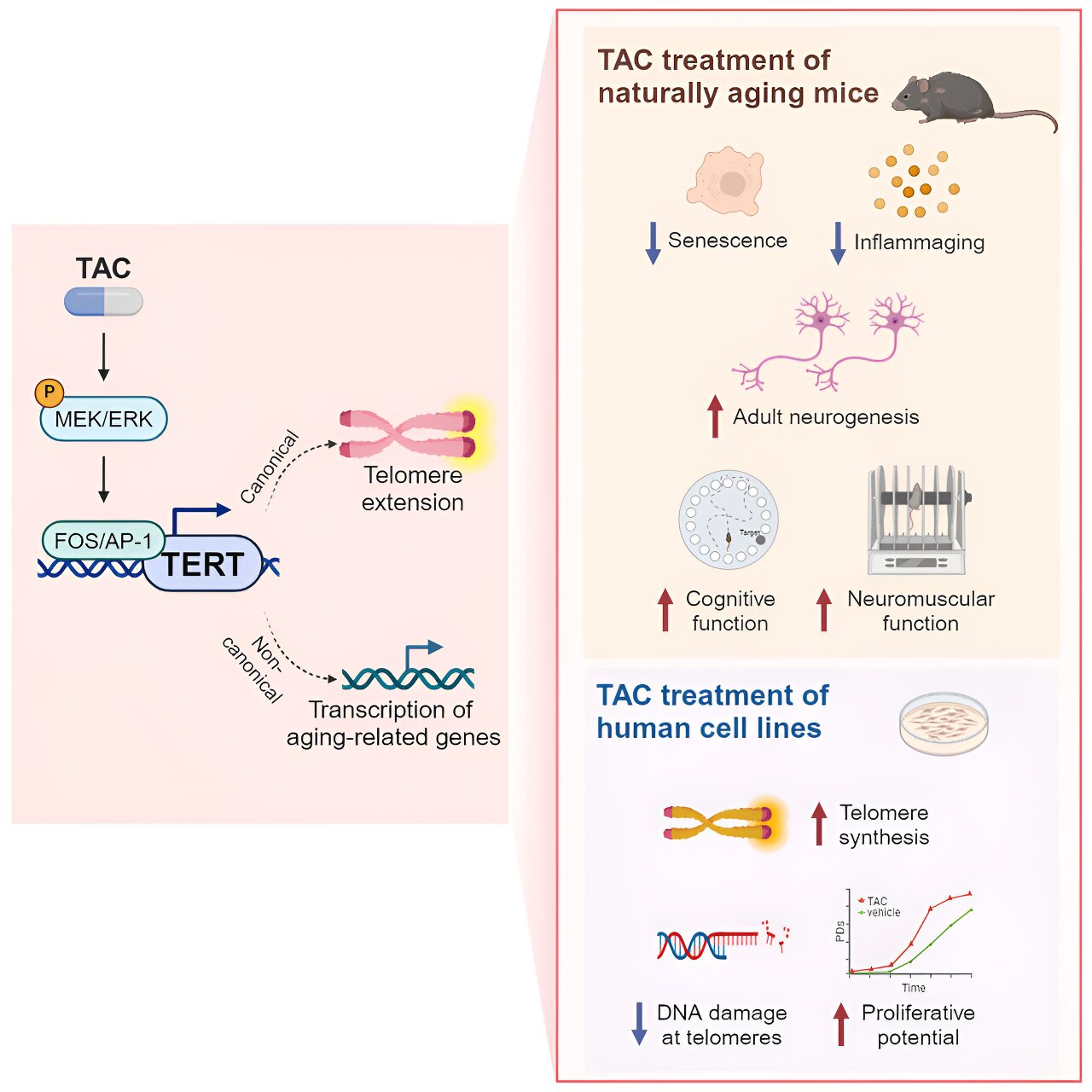 Unlock the Secrets of Healthy Ageing: Tips for Restoring Telomerase Levels