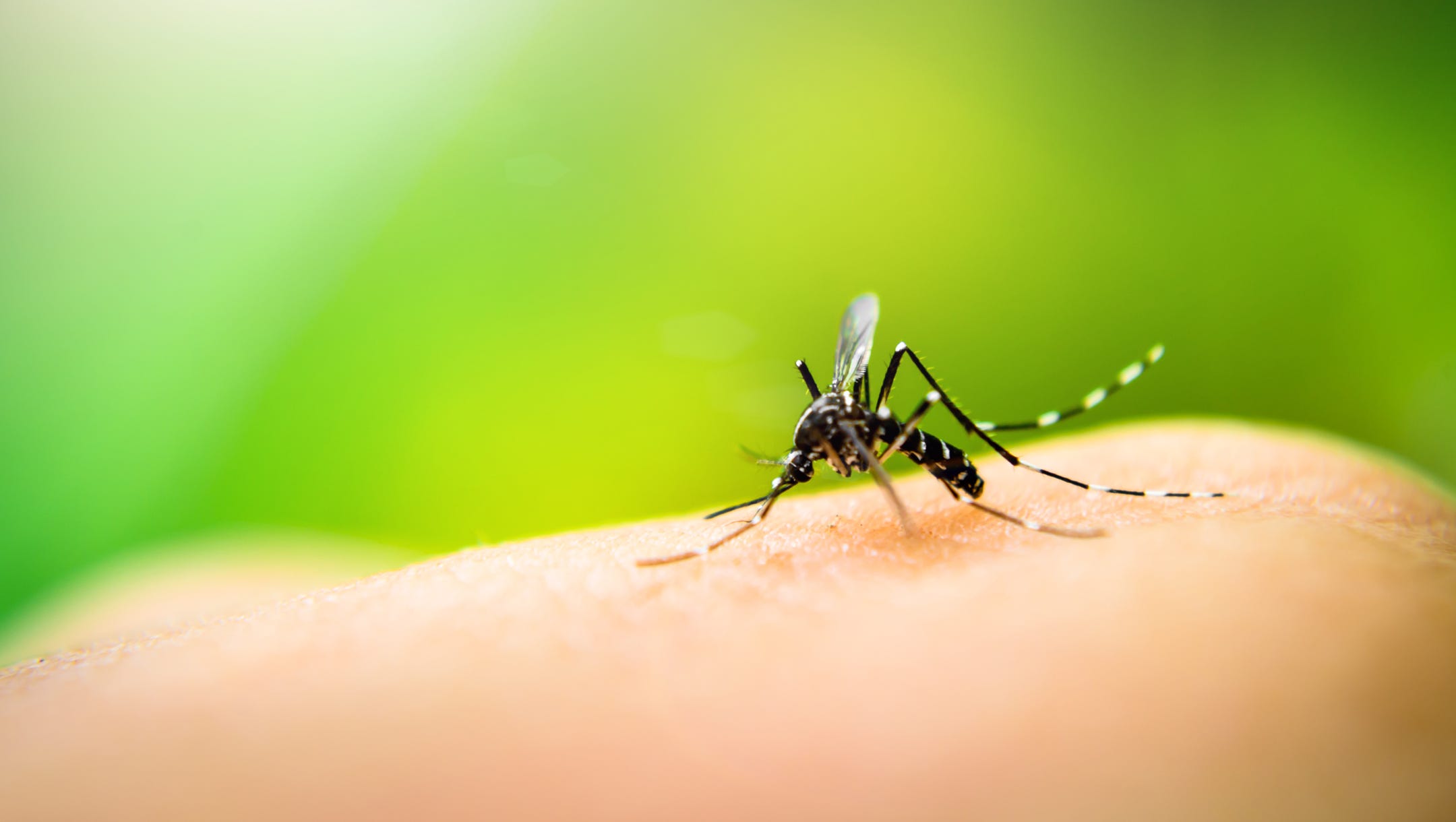 Preventing Dengue Virus: Effective Tips and Solutions