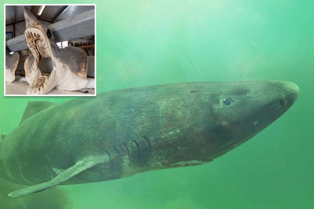 Discovering the Ageing Secrets of Greenland Sharks