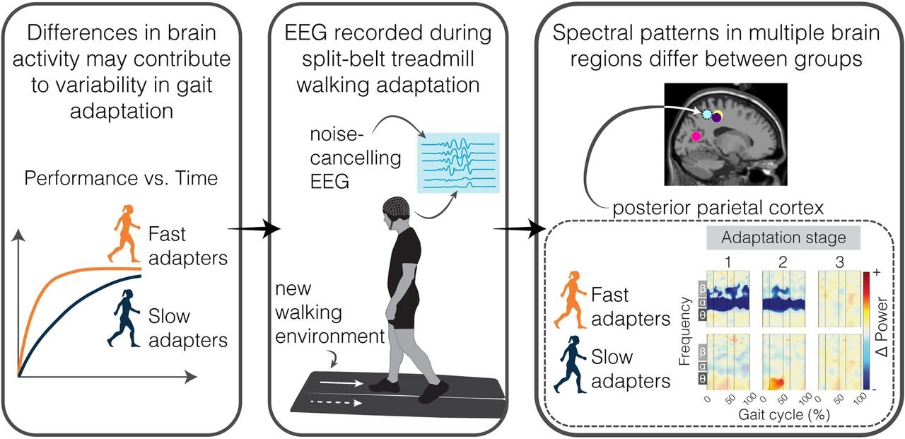 Unlock the Healthy Solution: Brain Activity Patterns in Motor Skill Learning