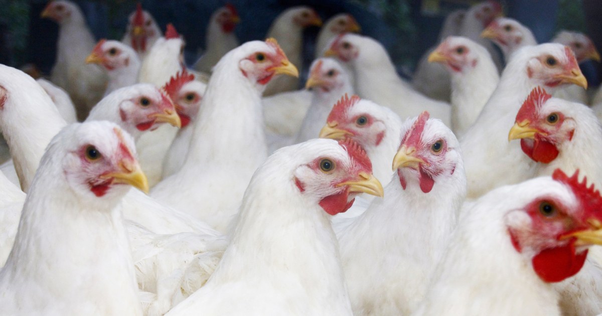 Avian Influenza Solution: Tips for Healthy Living