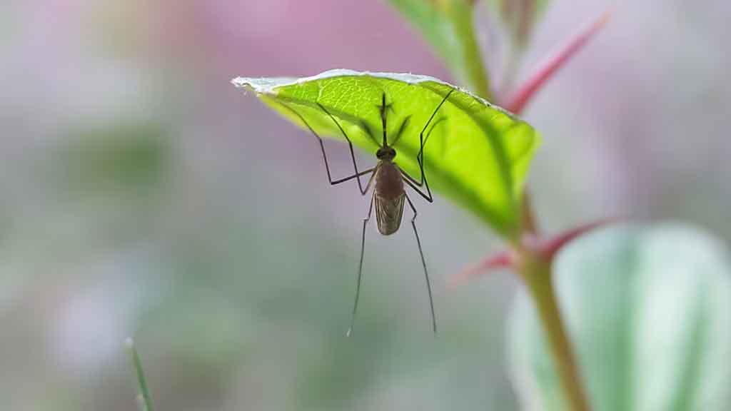 PAHO warns of potential Oropouche fever spread in the Americas