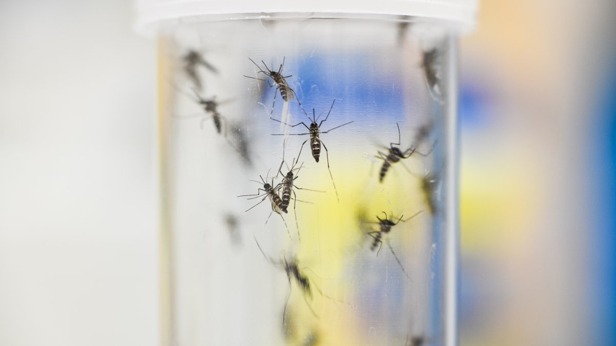 Triple E Lockdown Tips: Massachusetts Towns Combat Mosquito-Borne Disease