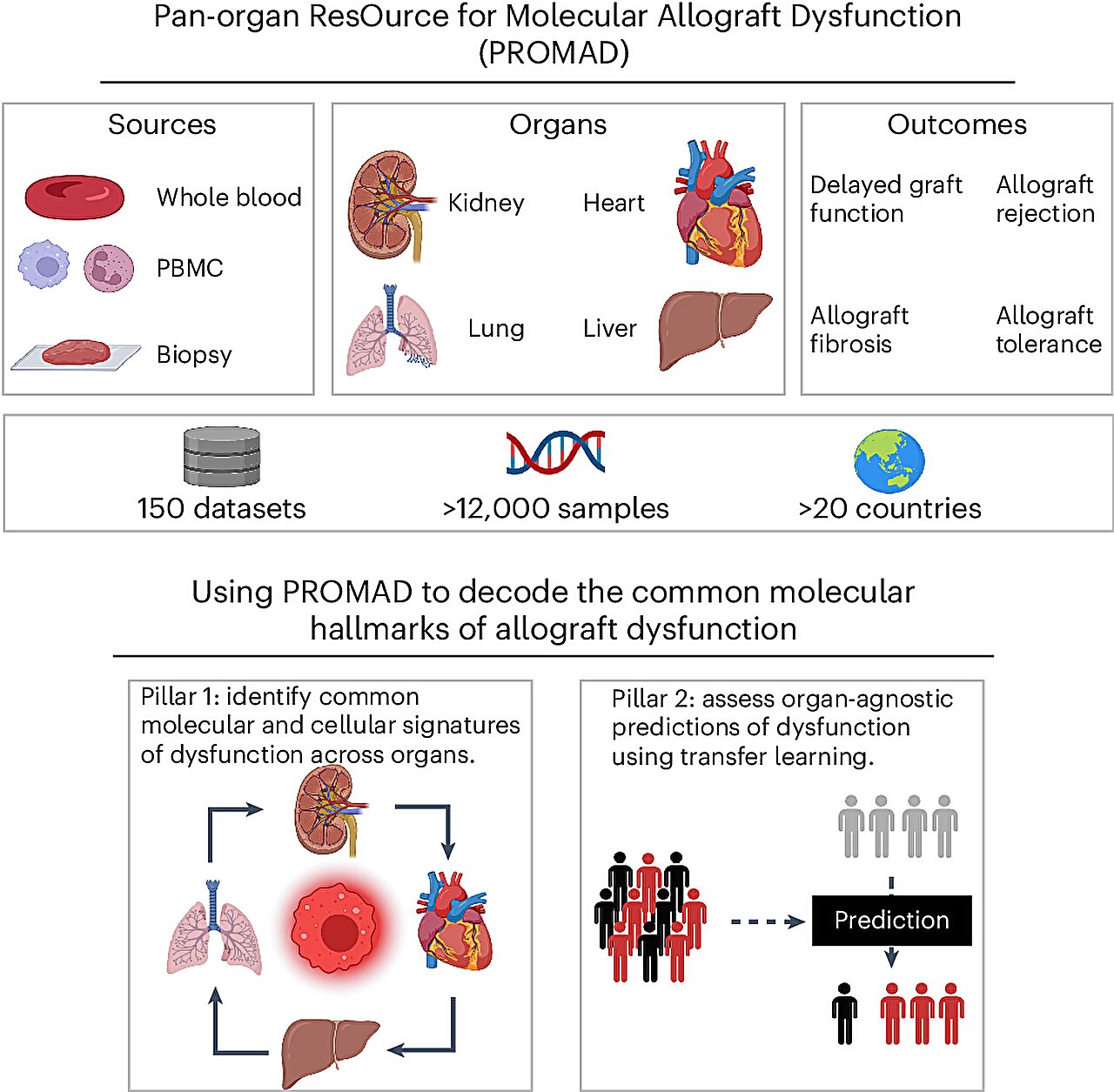 Discover the Pan-organ Solution for Transplant Rejection