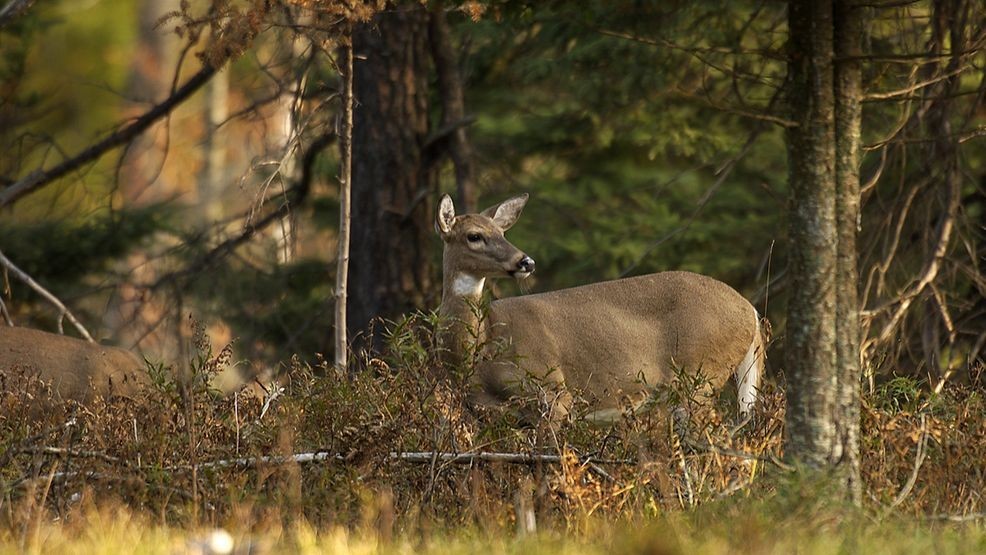 Deer Disease Protection Tips in Michigan