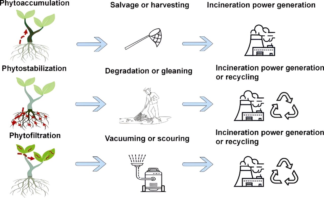 Phytoremediation Innovation: Harnessing Plants to Combat Plastic Pollution