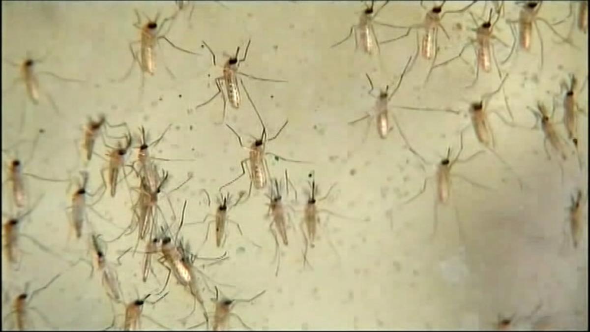 Mosquito Control Tips for West Nile Virus Prevention