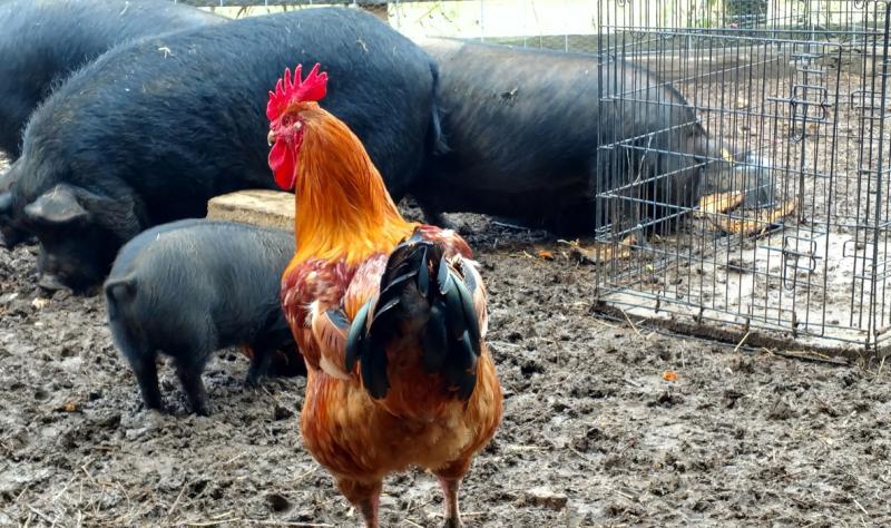 Avian Influenza in Pigs: Discover the Impact and Find Solutions