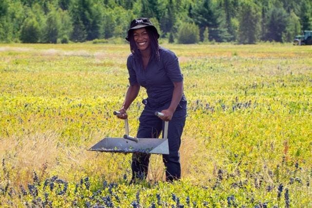 Cultural Insights and Economic Growth in Maine's Wild Blueberry Market