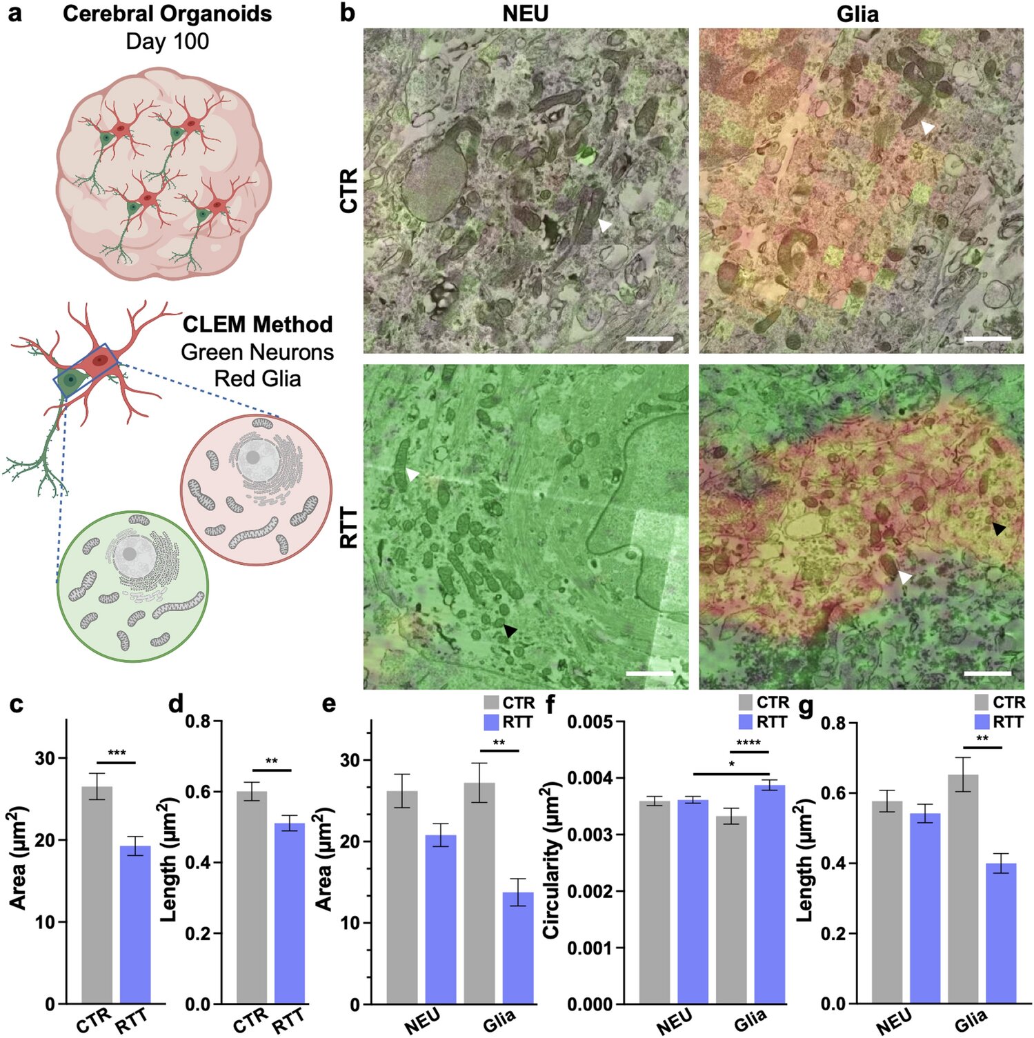 Rett Syndrome Solutions: Healthy Mitochondria in Astrocyte for Neurological Wellness