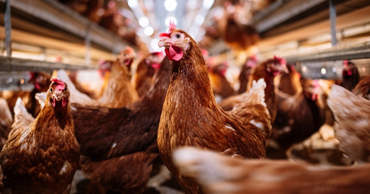 Tips for Healthy Poultry Workers: Avian Influenza Outbreak in Colorado