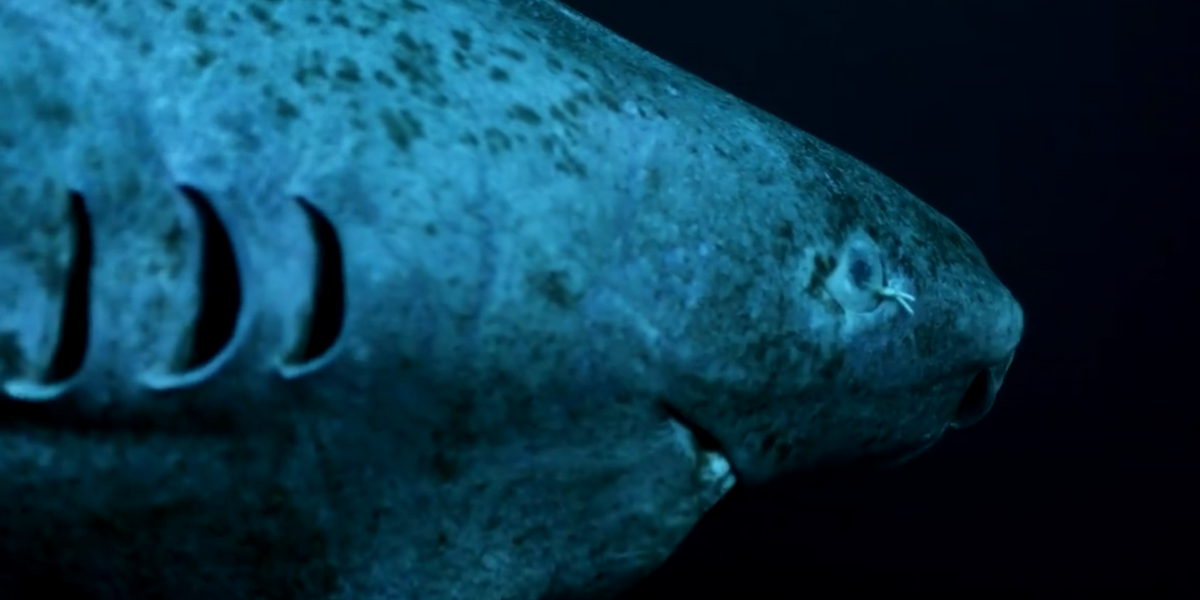 New Research Reveals Breakthrough in Greenland Shark Longevity