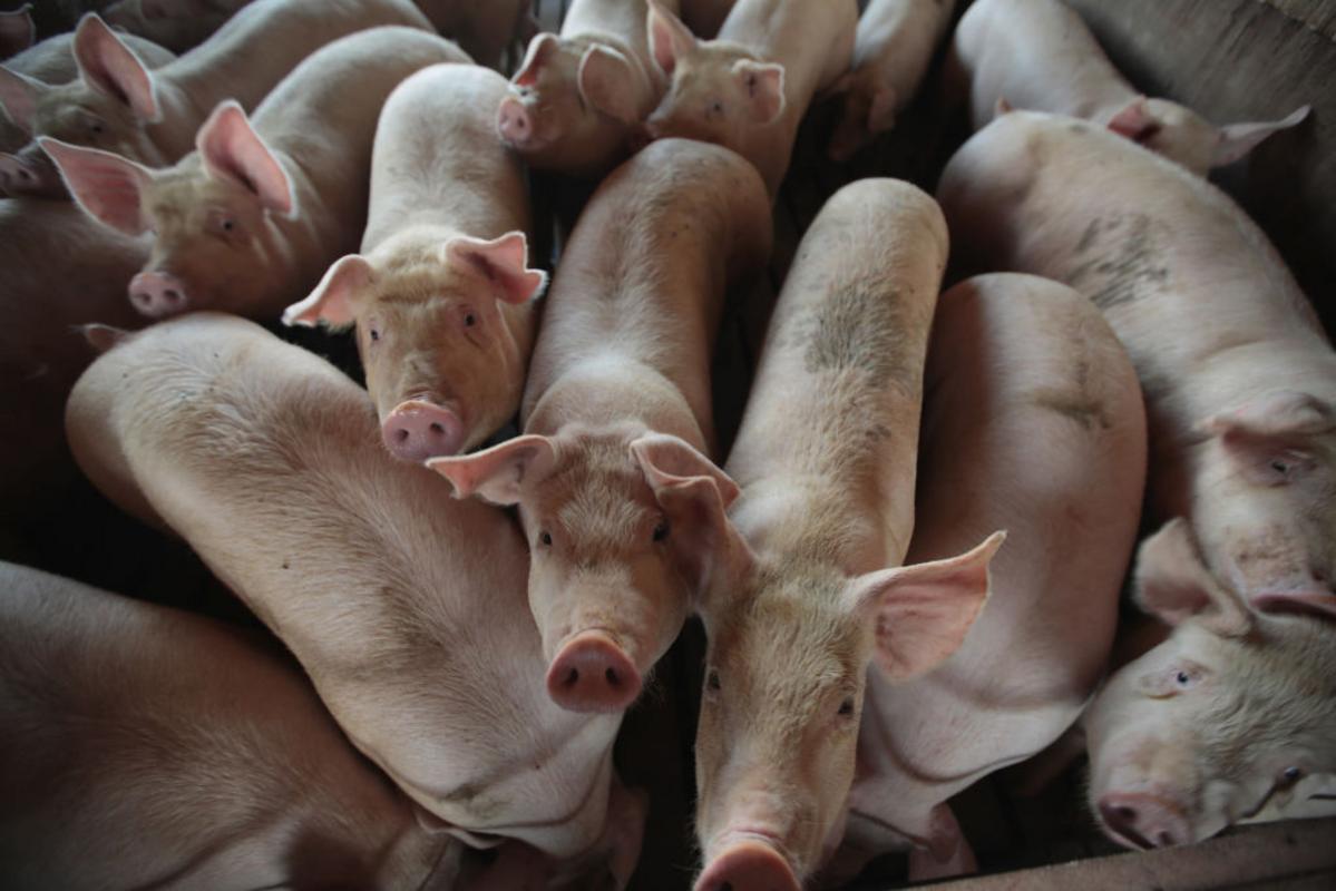 Revolutionizing Pig Management with Instant Digital Solution