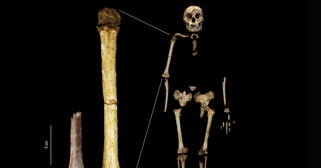 Flores Man: Unraveling the Evolutionary Mysteries