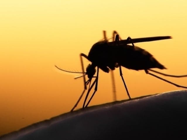 Mosquito Prevention Tips for Healthy Living in East Haven, Connecticut