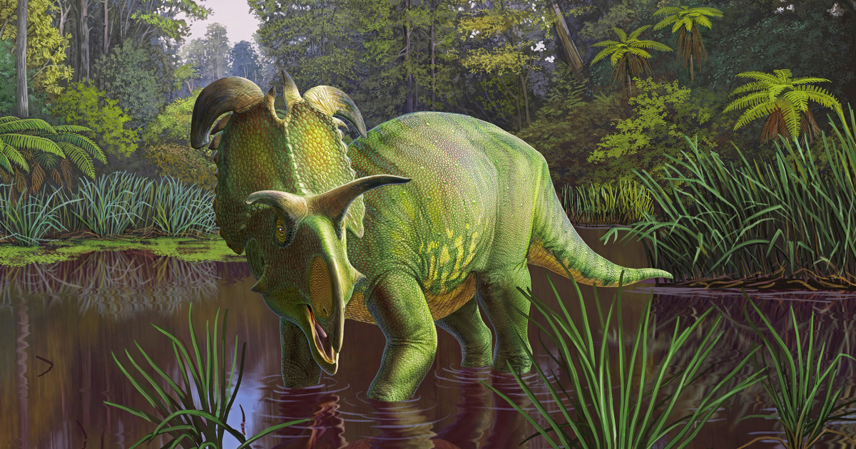 Lokiceratops: Unveiling a New Dinosaur Species in Montana