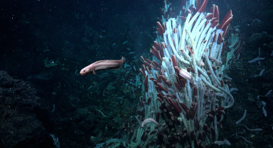 Deep Sea Breakthrough: New Ecosystem Under Hydrothermal Vents