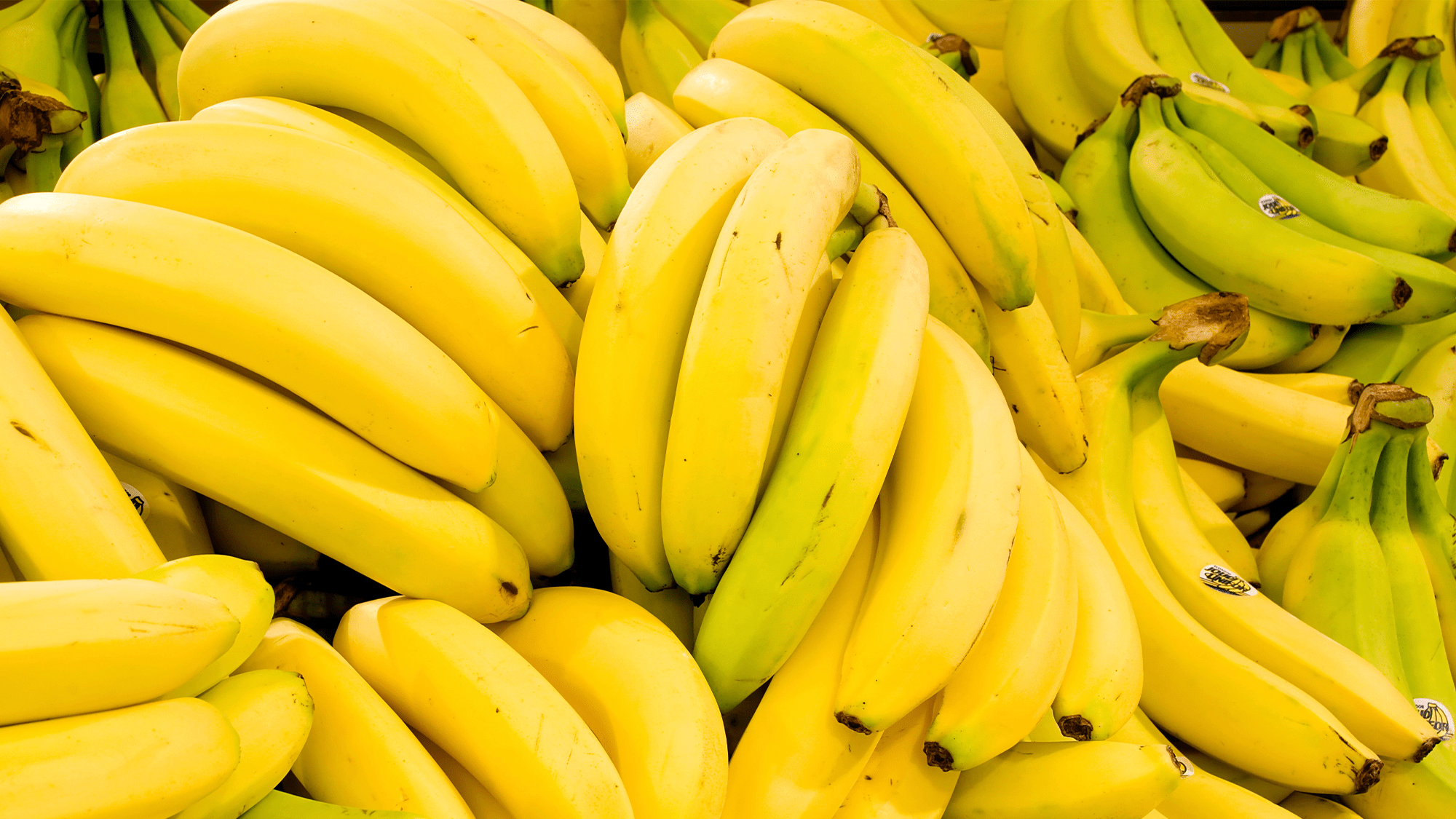 Banana Innovation: Research Findings on Foc TR4 Revealed