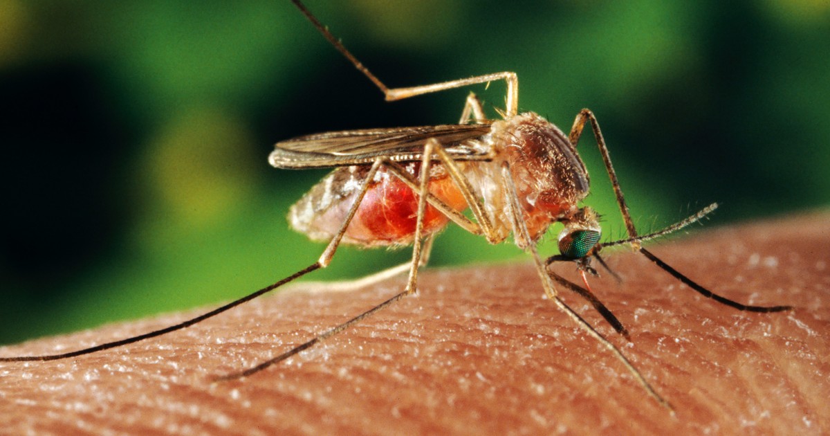 Ultimate Guide to Combat Mosquito-Borne Diseases in Las Vegas