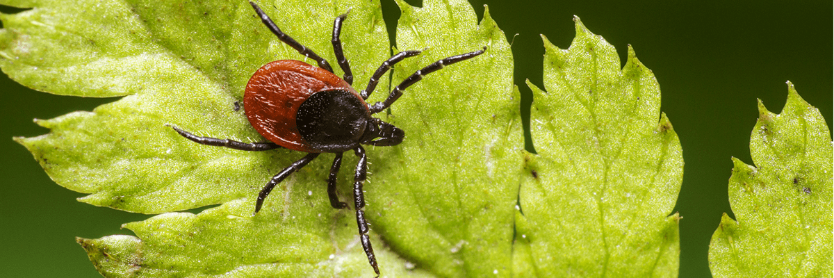 Genetics Study: Familial Analysis of Lyme Disease Bacteria Reveals Key Insights