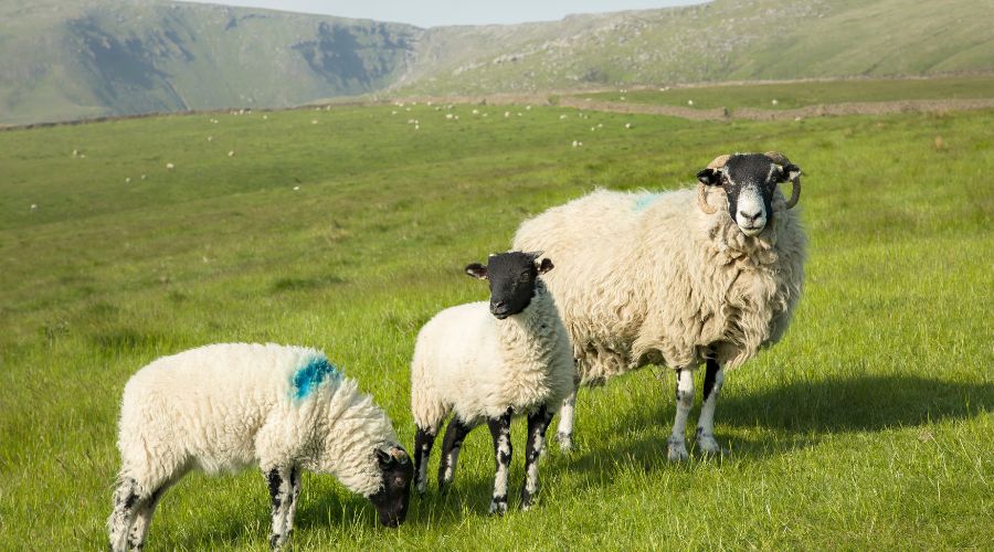 Bluetongue Disease: Emergency Vaccination Measures and Prevention Tips