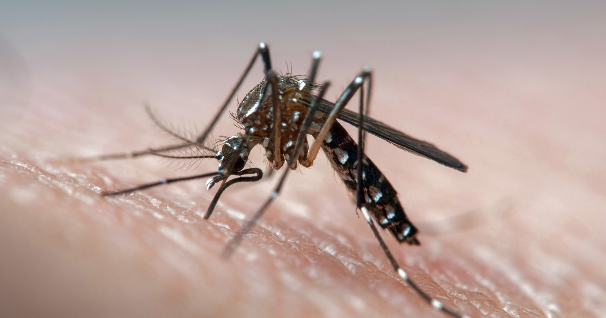 Mosquito-Borne Disease Prevention Tips for a Healthy Summer