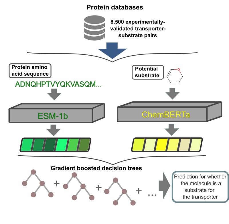 Transport Protein Tips: Discover the Function of AI in Predicting Transporter-Substrate Pairs